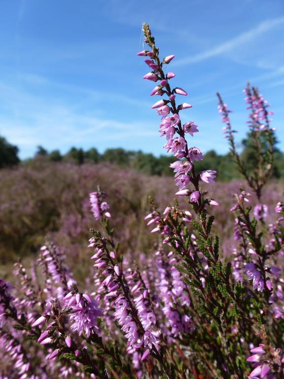 Natuurpoort Van Loon Loon op Zand Екстериор снимка